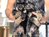 Özel Ve Nadir Renk Phantom Poodle