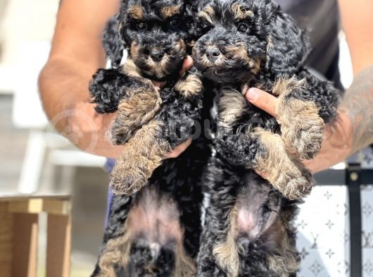 Özel Ve Nadir Renk Phantom Poodle görsel