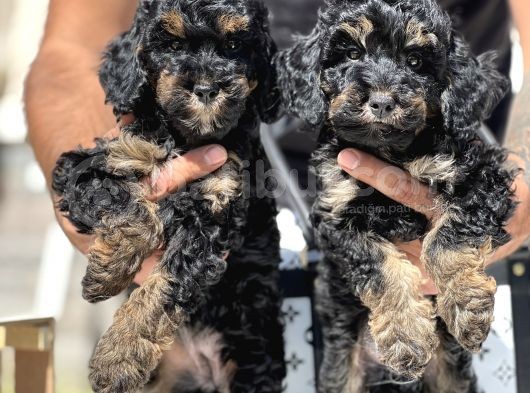 Özel Ve Nadir Renk Phantom Poodle görsel