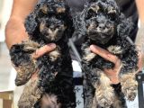 Özel Ve Nadir Renk Phantom Poodle