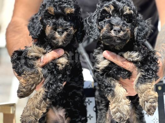 Özel Ve Nadir Renk Phantom Poodle görsel