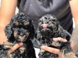Özel Ve Nadir Renk Phantom Poodle