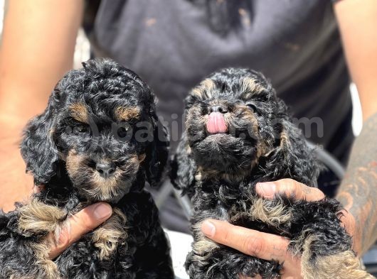 Özel Ve Nadir Renk Phantom Poodle görsel