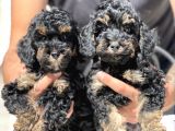 Özel Ve Nadir Renk Phantom Poodle
