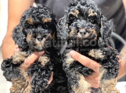 Özel Ve Nadir Renk Phantom Poodle görsel