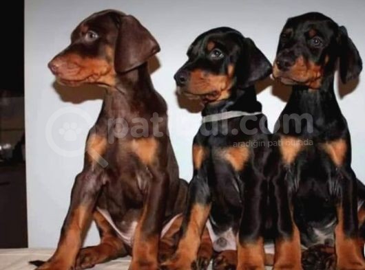 Doberman Da Iddialıyız Daha Irisi Yok