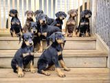 King Doberman yavrularımız