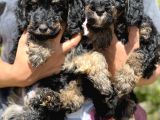 Özel ve nadir renk Phantom Poodle