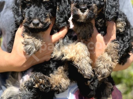 Özel Ve Nadir Renk Phantom Poodle