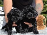 Black Poodle Yavrularımız