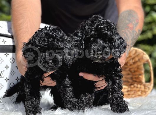 Black Poodle Yavrularımız görsel