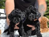 Black Poodle Yavrularımız