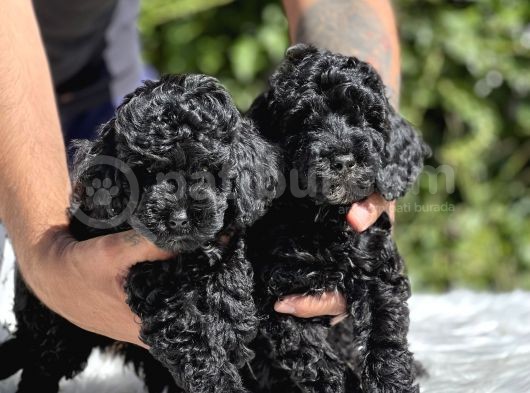 Black Poodle Yavrularımız görsel