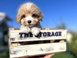 Orjinal F1 jenarasyon Maltıpoo
