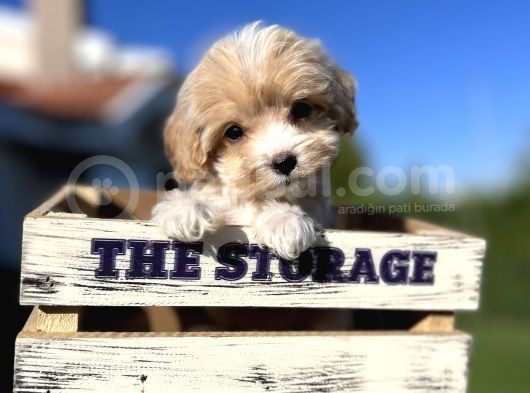 Orjinal F1 Jenarasyon Maltıpoo görsel