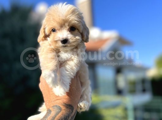 Orjinal F1 Jenarasyon Maltıpoo görsel