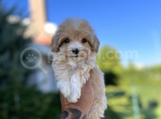 Orjinal F1 Jenarasyon Maltıpoo görsel