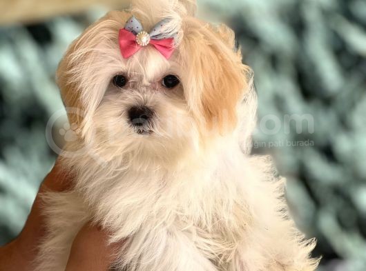 Dizayn Irk Morkie görsel