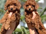Kore anne babadan orjinal Toy Poodle yavrular