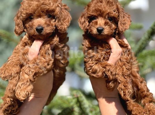 Kore Anne Babadan Orjinal Toy Poodle Yavrular