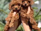 Kore Anne Babadan Orjinal Toy Poodle Yavrular