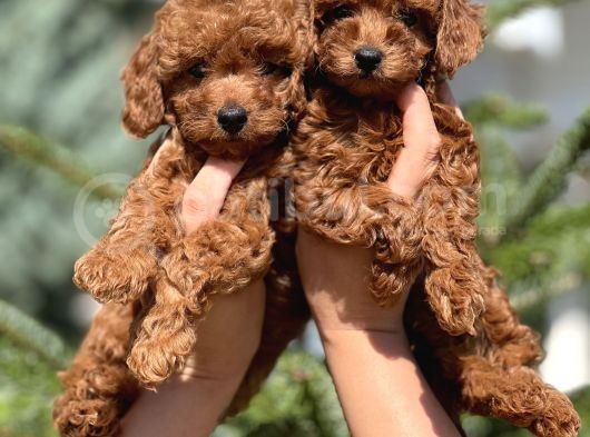 Kore Anne Babadan Orjinal Toy Poodle Yavrular görsel