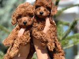 Kore Anne Babadan Orjinal Toy Poodle Yavrular