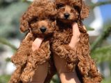 Kore Anne Babadan Orjinal Toy Poodle Yavrular