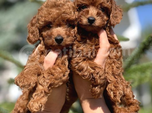Kore Anne Babadan Orjinal Toy Poodle Yavrular görsel
