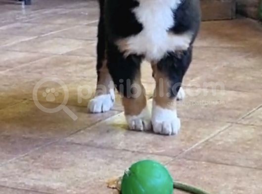 Sçr Belgeli Bernese Erkek Yavrumuz görsel