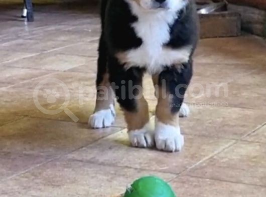 Sçr Belgeli Bernese Erkek Yavrumuz görsel