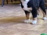 Sçr Belgeli Bernese Erkek Yavrumuz