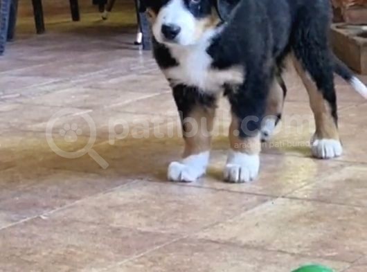 Sçr Belgeli Bernese Erkek Yavrumuz görsel