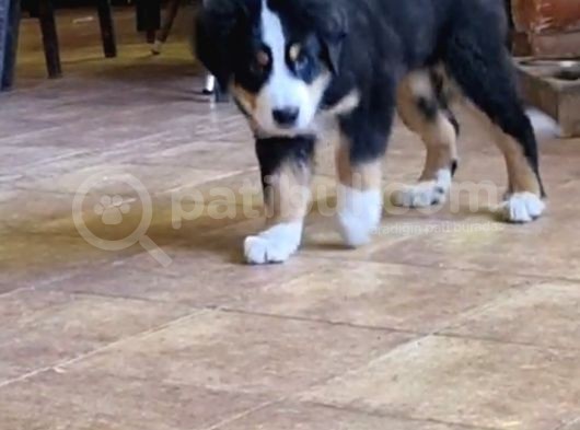 Sçr Belgeli Bernese Erkek Yavrumuz görsel