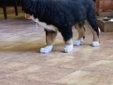Sçr Belgeli Bernese Erkek Yavrumuz