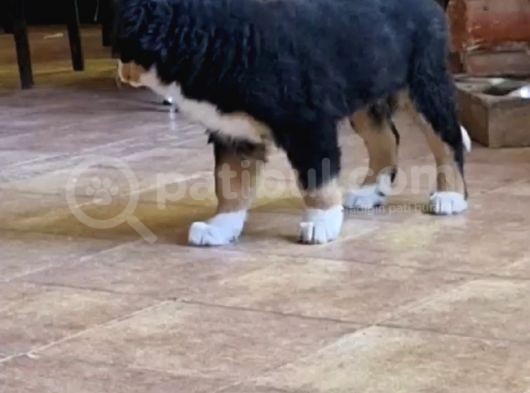 Sçr Belgeli Bernese Erkek Yavrumuz görsel
