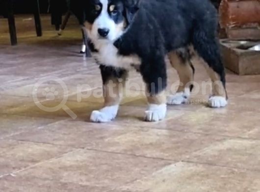 Sçr Belgeli Bernese Erkek Yavrumuz