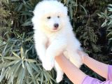 Irk Ve Sağlik Güvencesi̇ İle Samoyed Yavrular