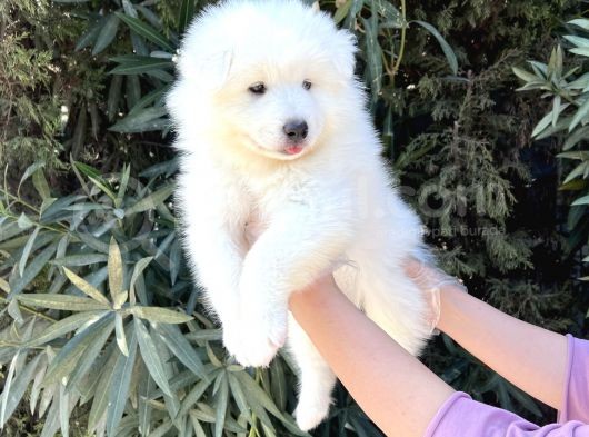 Irk Ve Sağlik Güvencesi̇ İle Samoyed Yavrular görsel