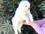 Irk Ve Sağlik Güvencesi̇ İle Samoyed Yavrular