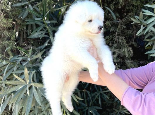 Irk Ve Sağlik Güvencesi̇ İle Samoyed Yavrular görsel