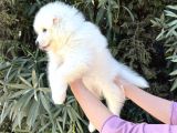 Irk Ve Sağlik Güvencesi̇ İle Samoyed Yavrular