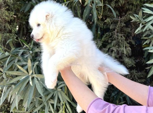 Irk Ve Sağlik Güvencesi̇ İle Samoyed Yavrular görsel