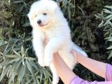 Irk Ve Sağlik Güvencesi̇ İle Samoyed Yavrular