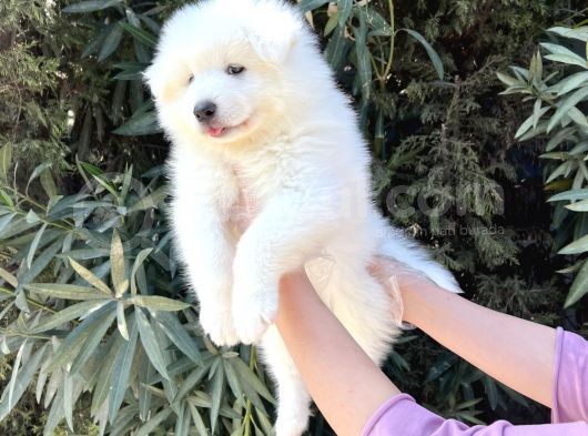 Irk Ve Sağlik Güvencesi̇ İle Samoyed Yavrular görsel