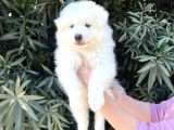 Irk Ve Sağlik Güvencesi̇ İle Samoyed Yavrular