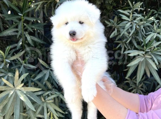 Irk Ve Sağlik Güvencesi̇ İle Samoyed Yavrular görsel