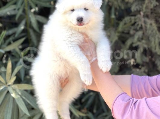 Irk Ve Sağlik Güvencesi̇ İle Samoyed Yavrular görsel