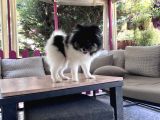 Panda Pomerani̇an Boo Yavru