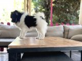 PANDA POMERANİAN BOO YAVRU